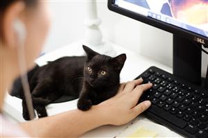 Black cat with it's paw on the wrist of someone trying to use their computer